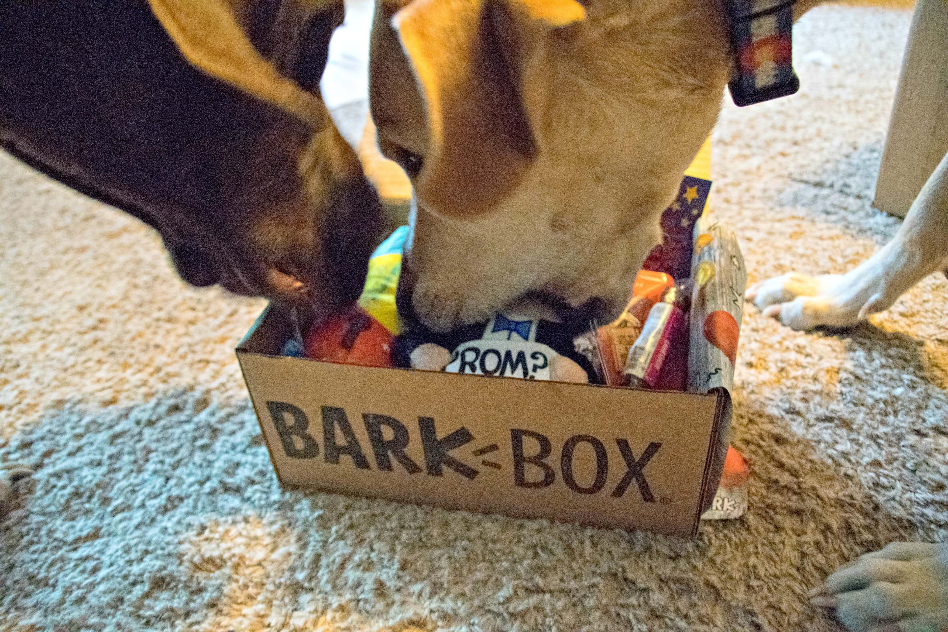 BarkBox 3