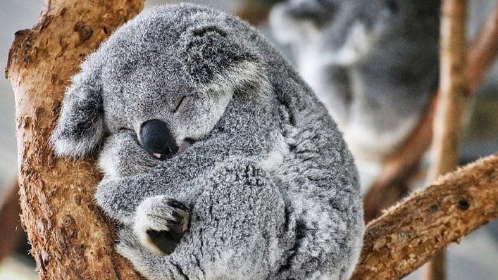 fun-facts | For Every Mom